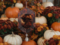 Witch 8" Wind Spinner